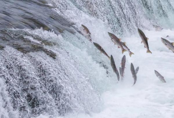 Salmon migration